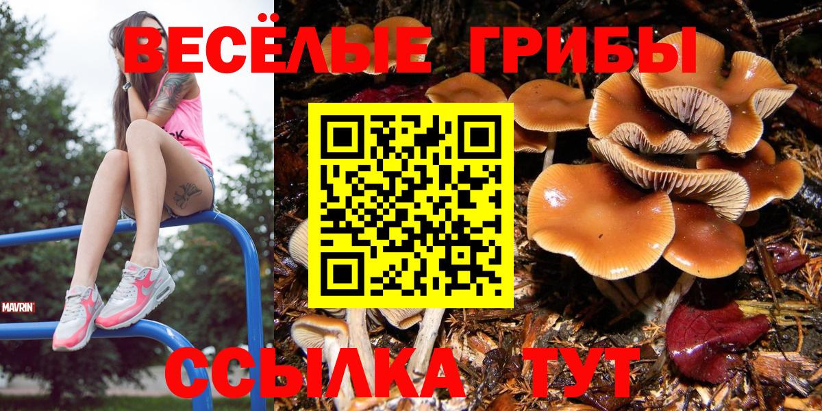 Светлоград  Псилоцибиновые грибы Cubensis  Псилоцибиновые грибы мицелий  Вход с VPN 